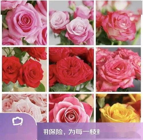 京東鮮花新花樣 615生活鮮花節創新高，引領動態禮品花卉銷售新趨勢